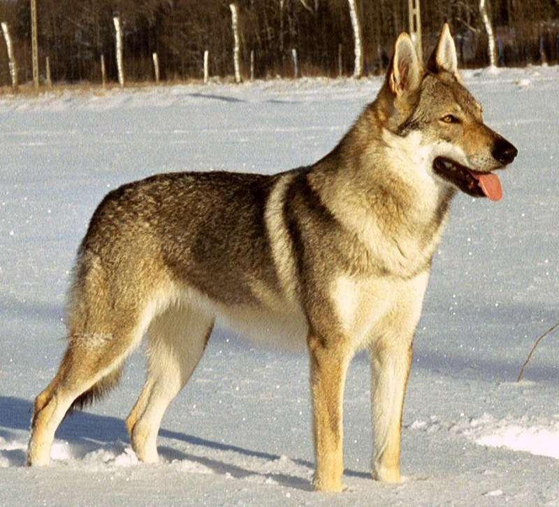 Tschechoslowakischer Wolfhund ジグソーパズルオンライン
