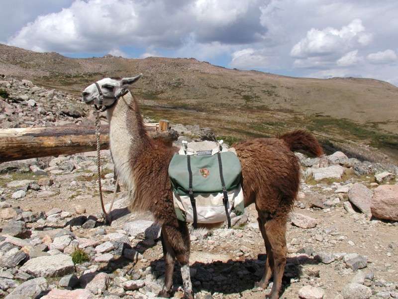 Lama (Kamel) skládačky online