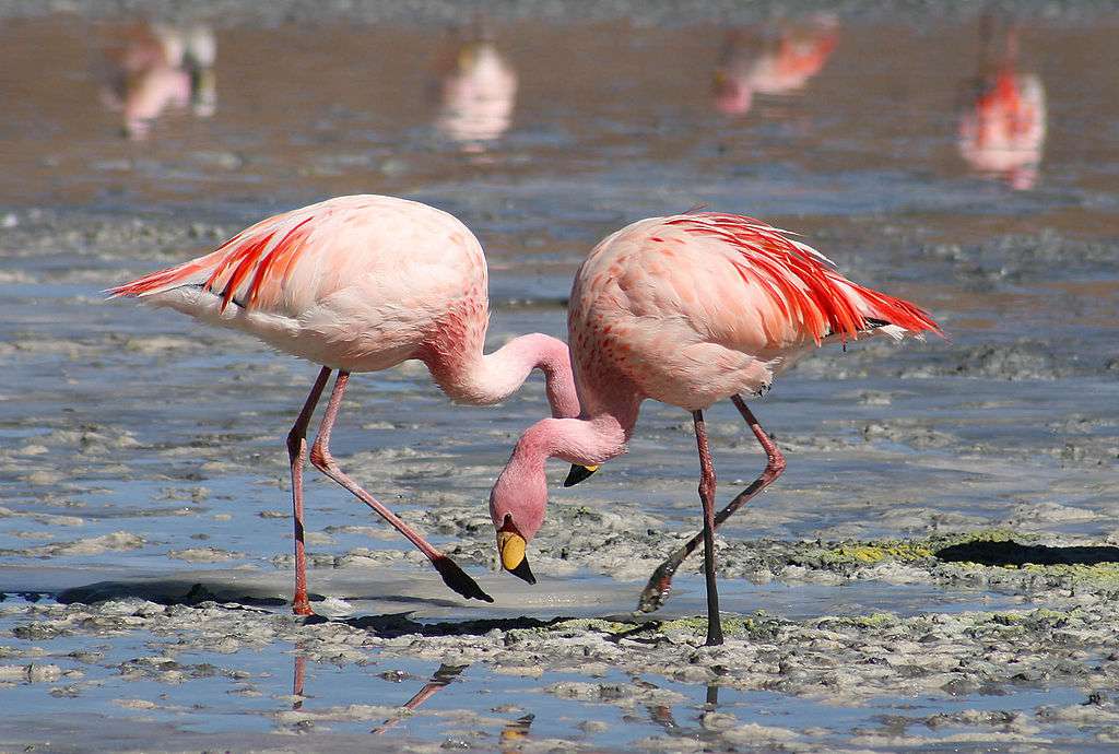 Flamingók online puzzle