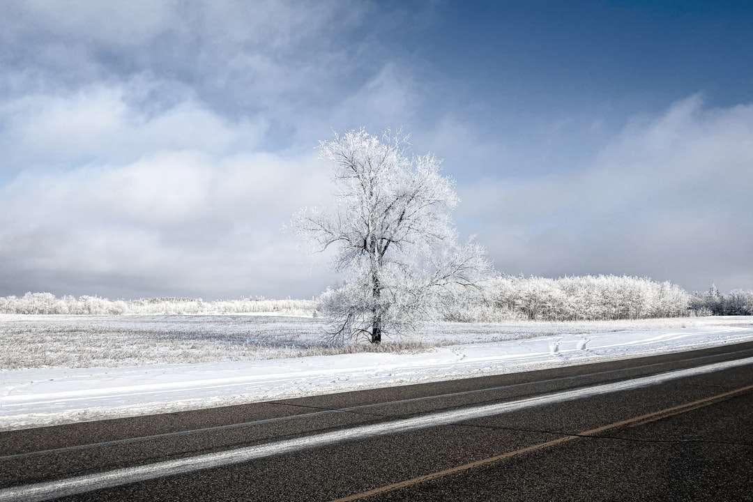 árvore sem folhas em terreno coberto de neve perto da estrada puzzle online