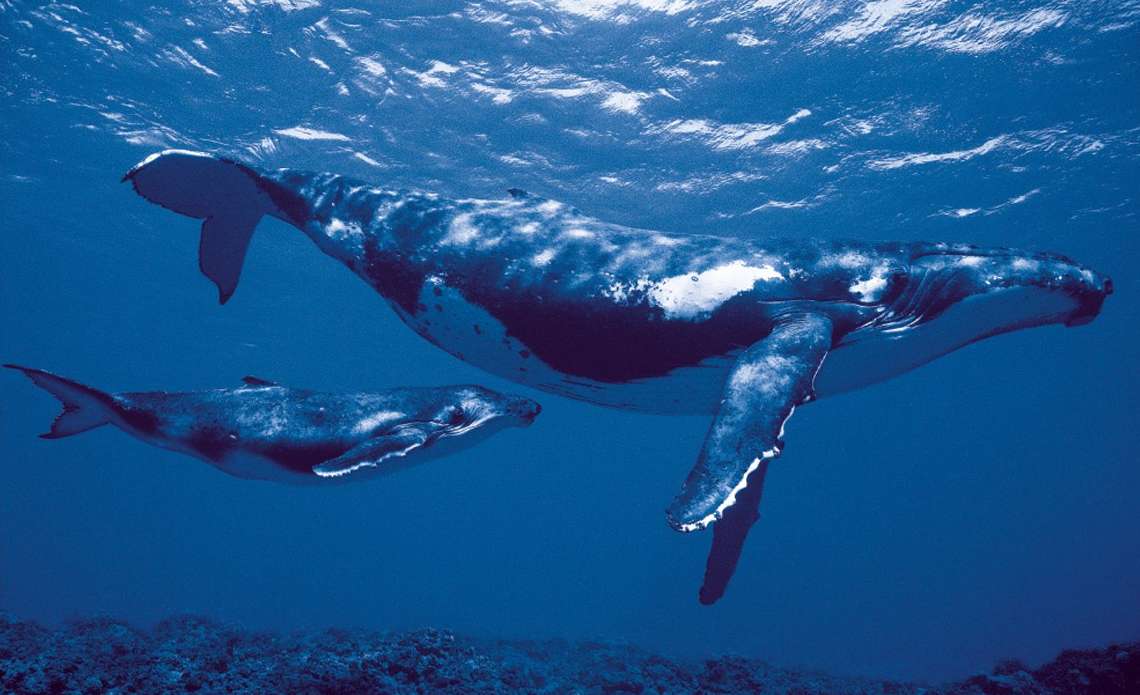 Modrá velryba skládačky online
