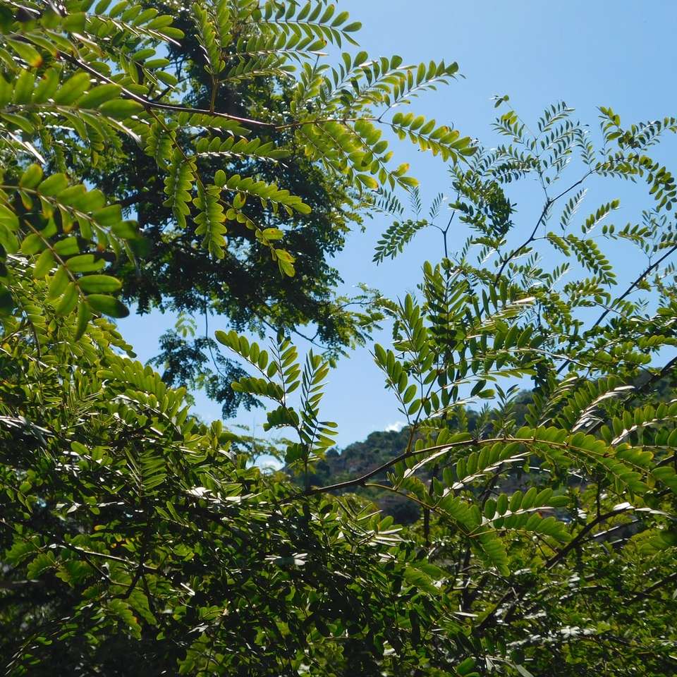 зелене листя під блакитним небом в денний час онлайн пазл