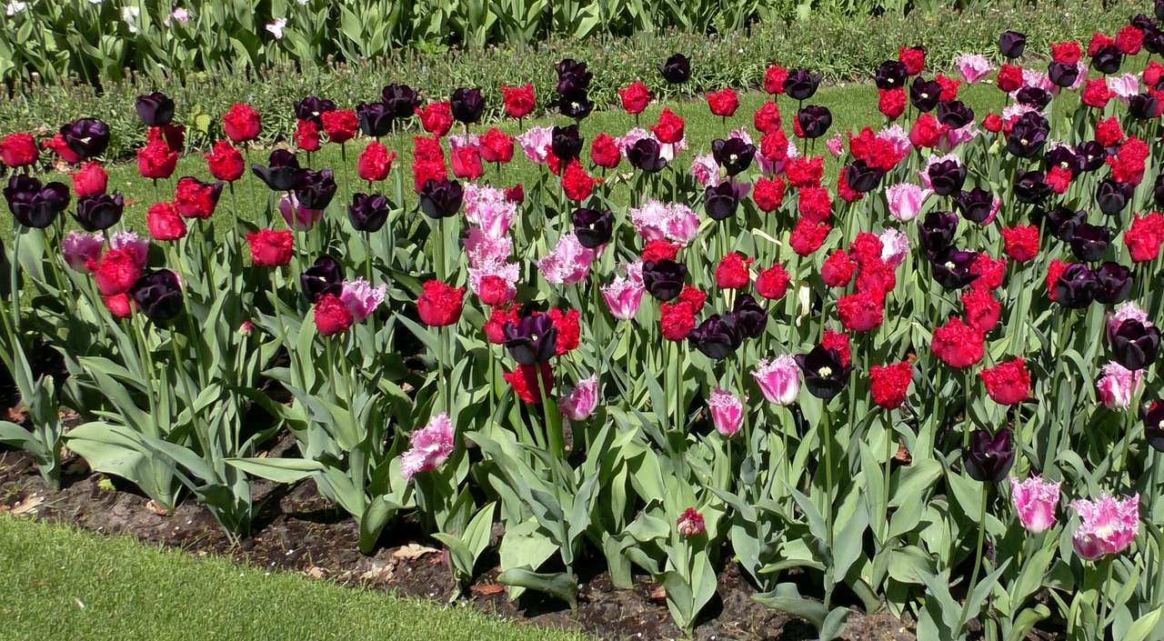 Festival de tulipanes rompecabezas en línea