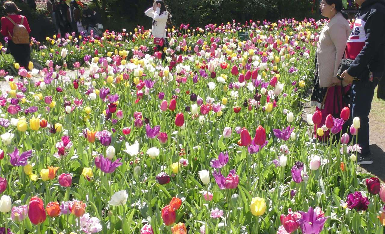 Festival de tulipanes rompecabezas en línea