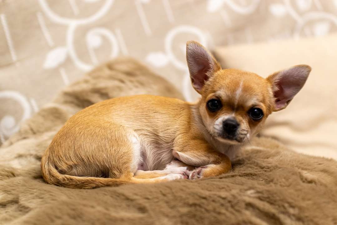 brauner Chihuahua-Welpe auf braunem Textil Puzzlespiel online