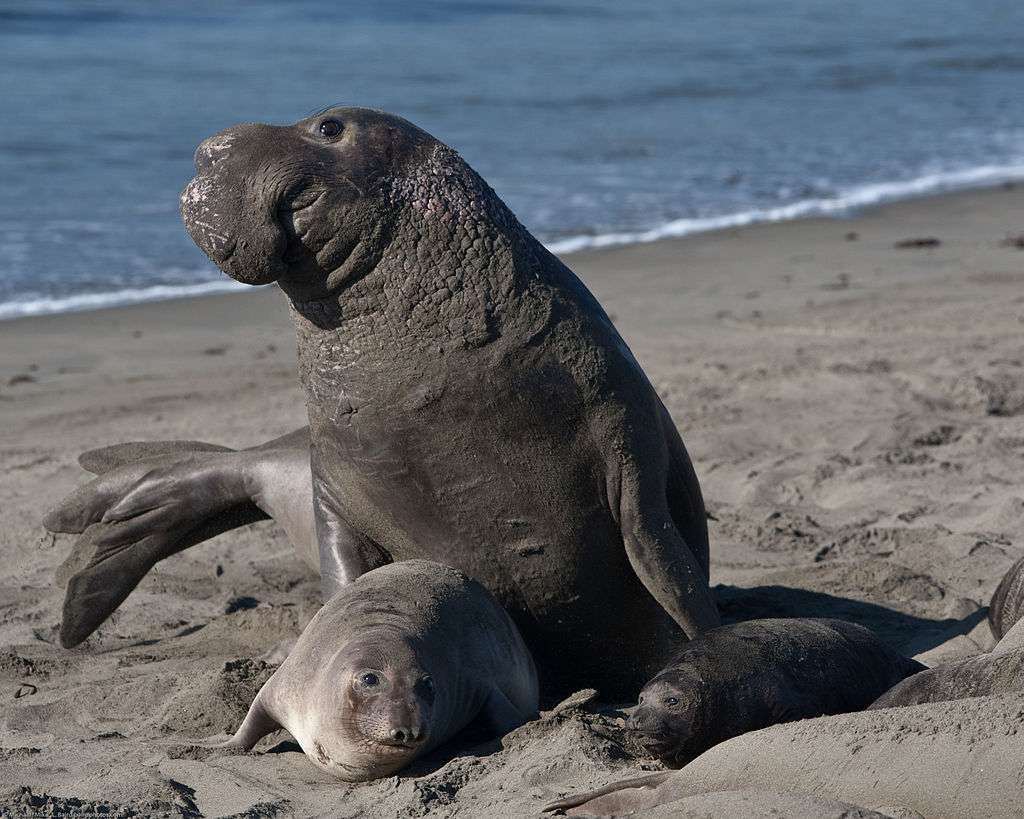 Northern elephant seal jigsaw puzzle online
