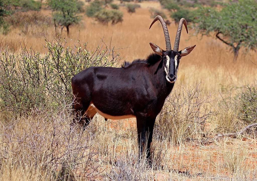Sable antelope online puzzle