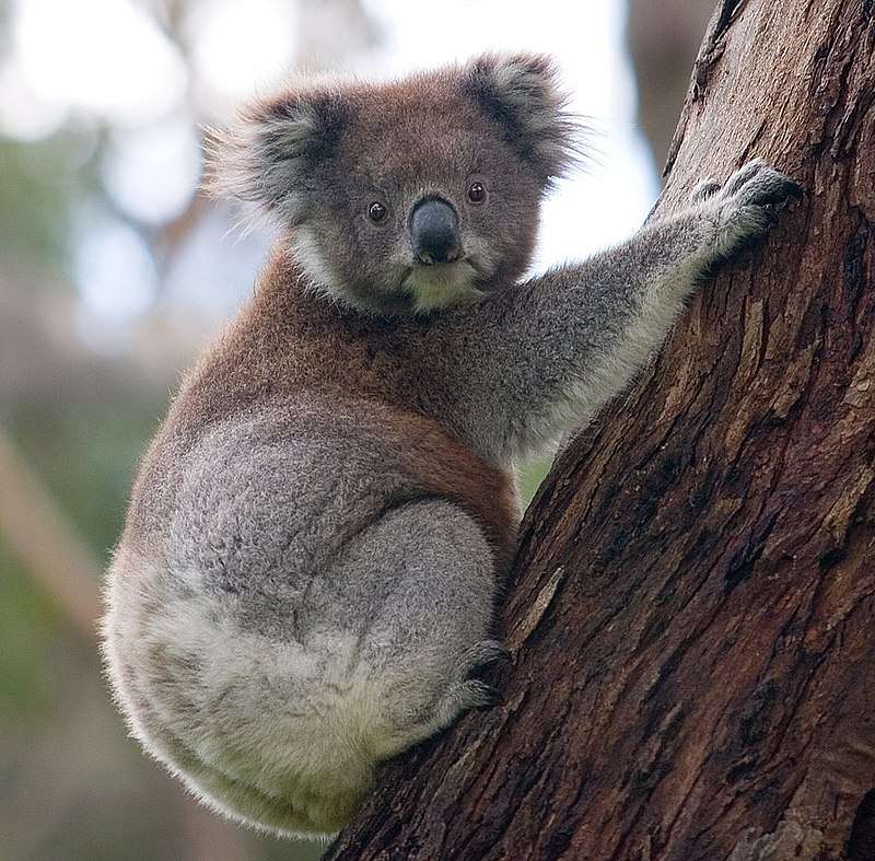 Koala........ online puzzle