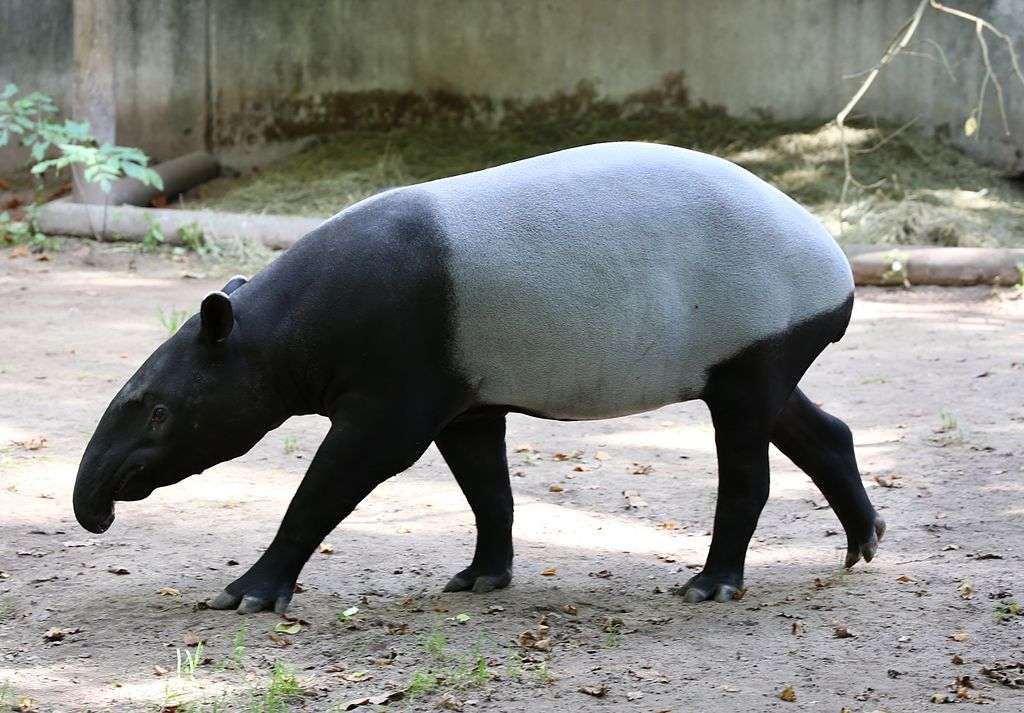Malajiska tapir Pussel online