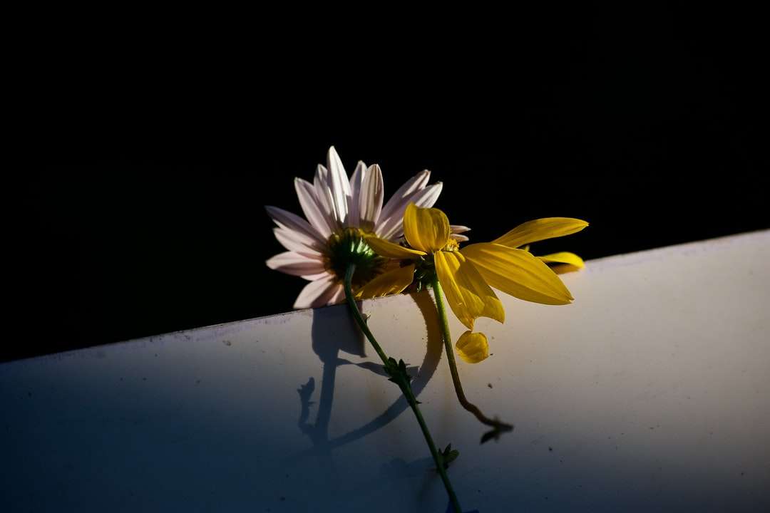 κίτρινο και λευκό λουλούδι σε λευκή επιφάνεια παζλ online