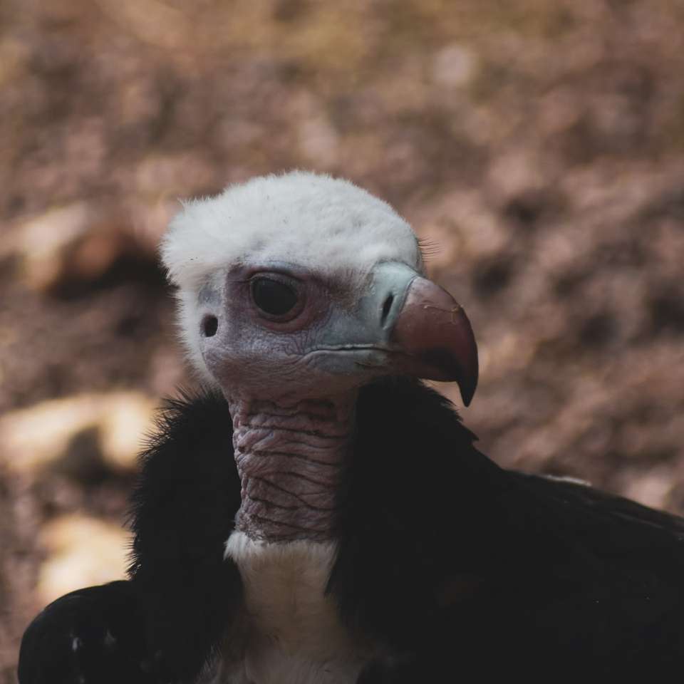 zwart-witte vogel in close-up fotografie online puzzel