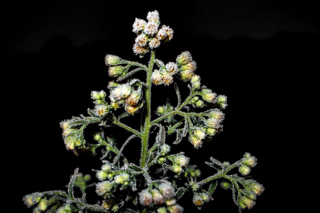 weiße und grüne Blume in der Nahaufnahmefotografie Online-Puzzle