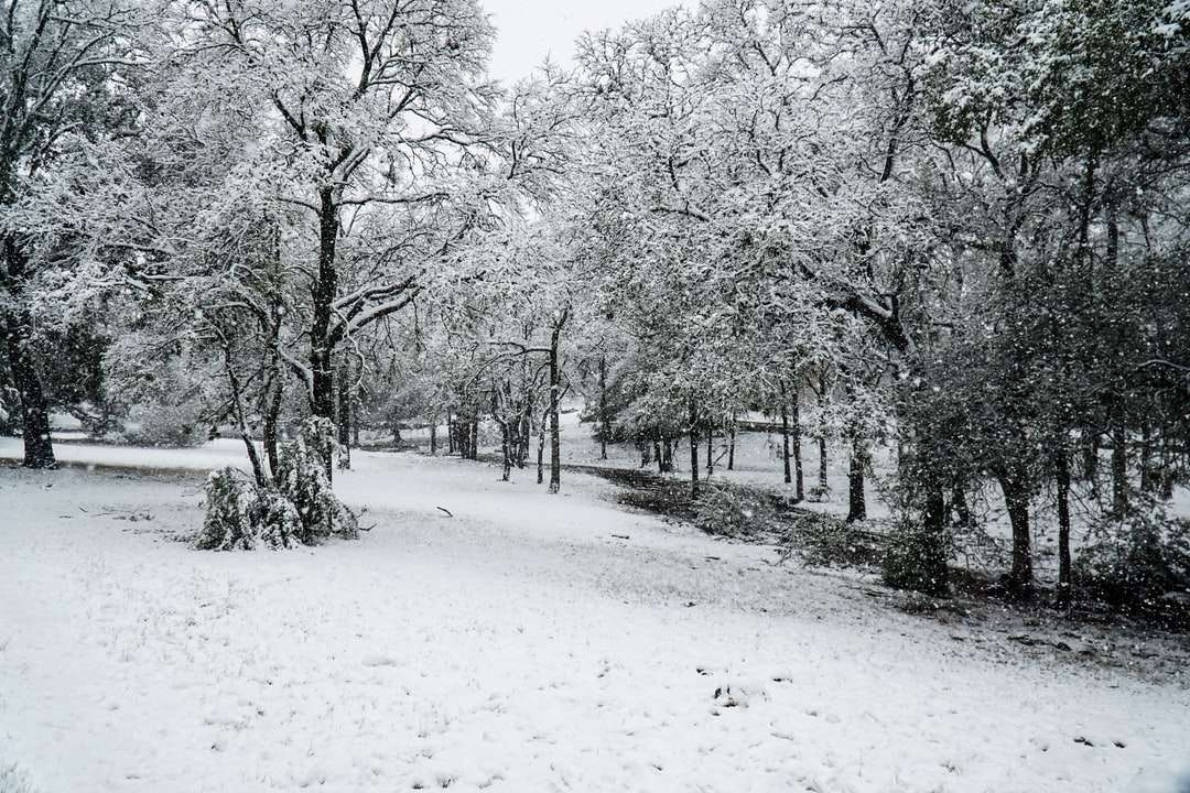 χιονισμένα δέντρα κατά τη διάρκεια της ημέρας παζλ online