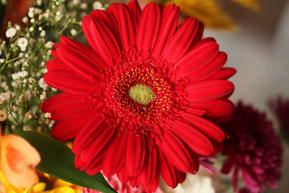 red gerbera jigsaw puzzle online