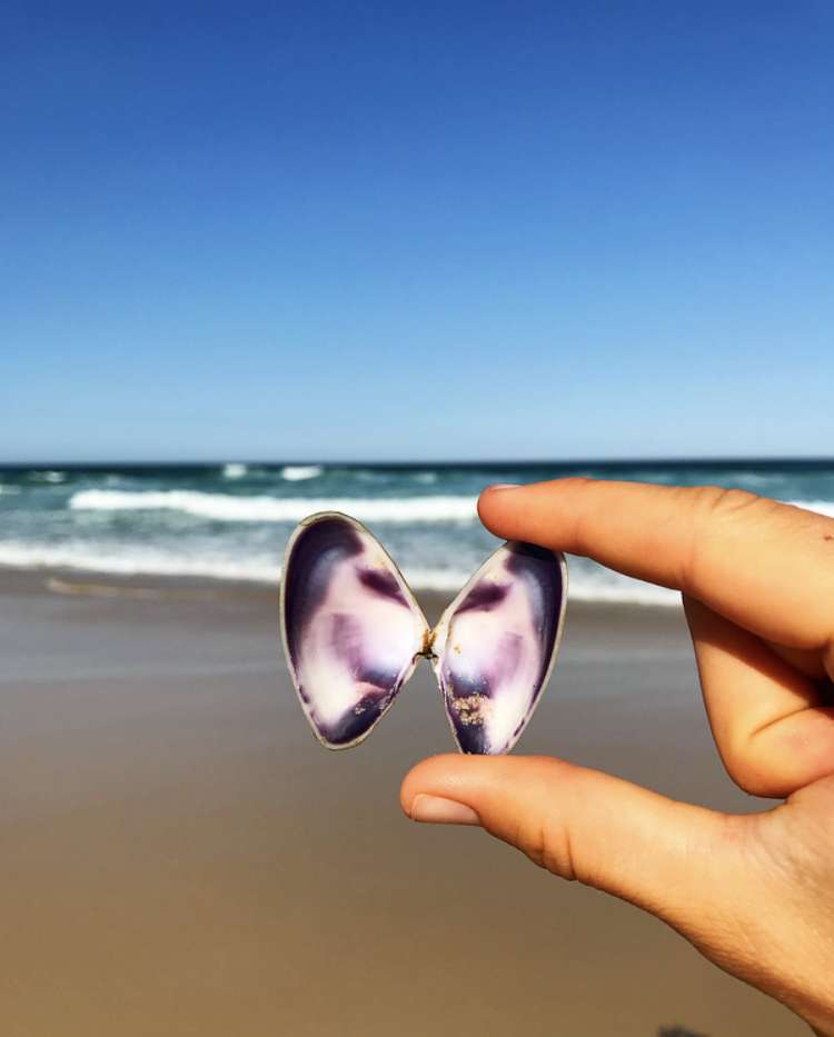 Butterfly clam online puzzle