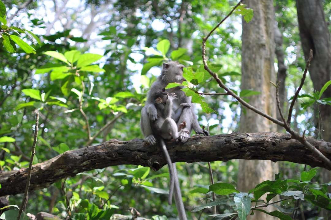 Mono gris en la rama de un árbol marrón durante el día rompecabezas en línea