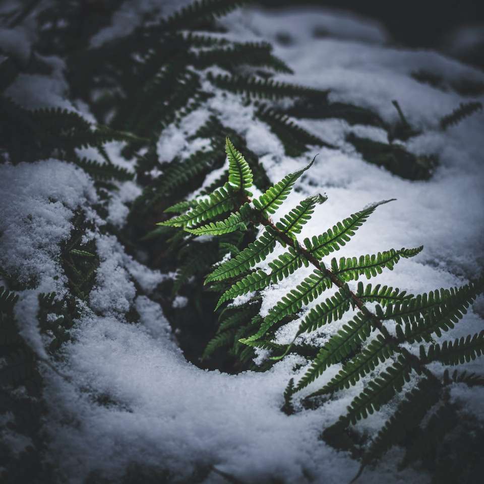 zelená borovice pokrytá sněhem skládačky online