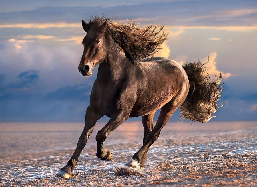 horse gallop jigsaw puzzle online