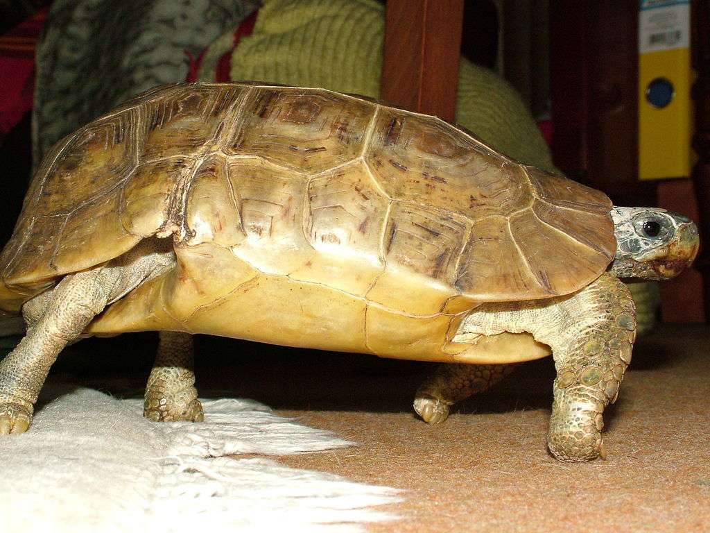 Bellova želva se závěsem skládačky online