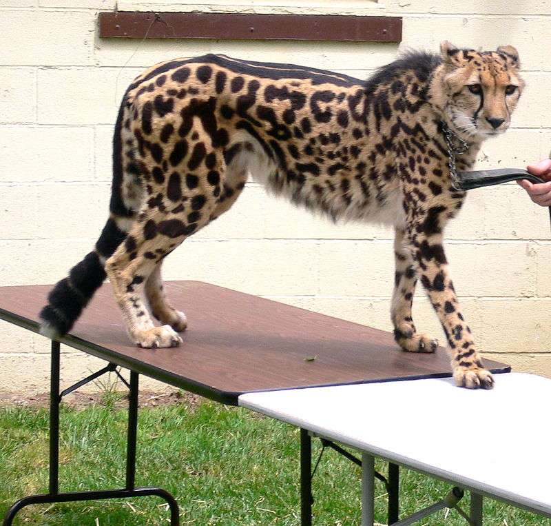 Cheetah ........ pussel på nätet