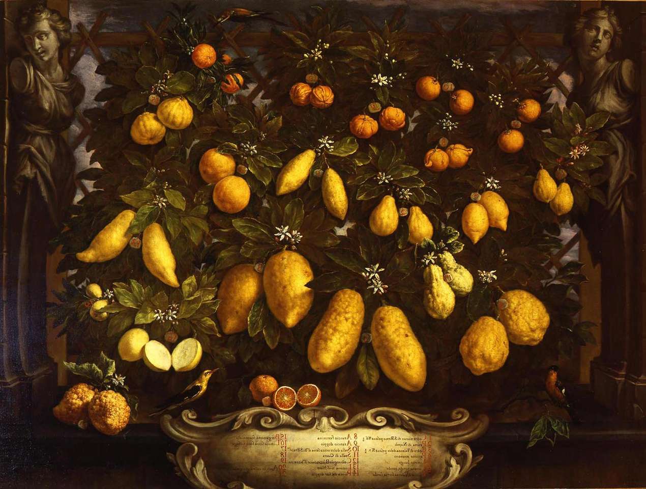 Bartolomeo Bimbi, Melangoli, cédrusok és citromok, 1715 kirakós online