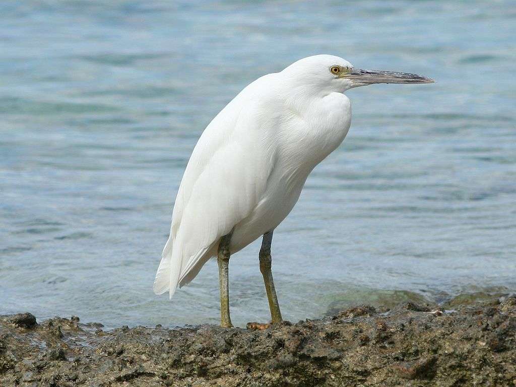 Pacific reef heron jigsaw puzzle online