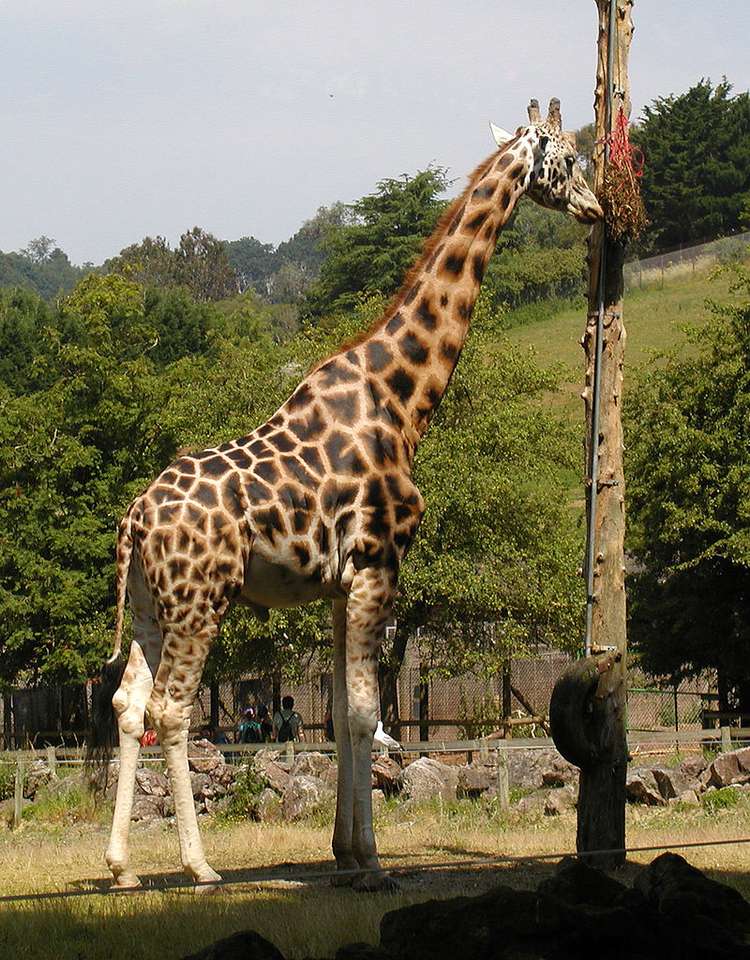 Ugandská žirafa online puzzle