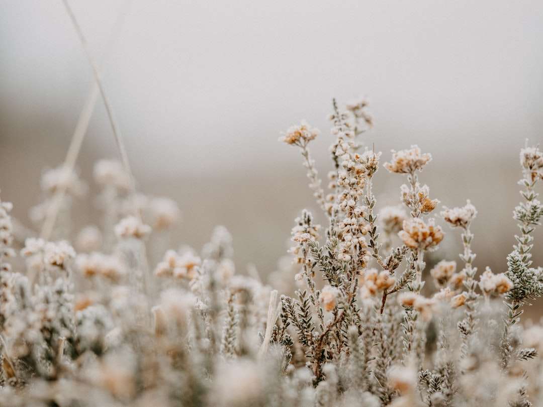 бели цветя в наклонена леща онлайн пъзел