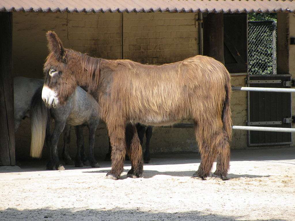 Donkey poitou online puzzle