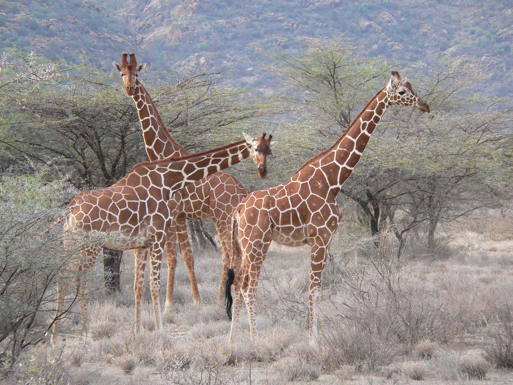 Žirafa síťovaná skládačky online