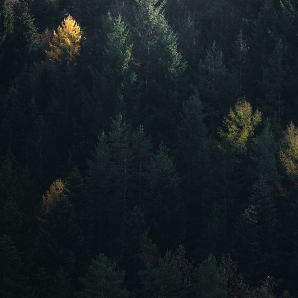 alberi di pino verde sulla montagna durante il giorno puzzle online