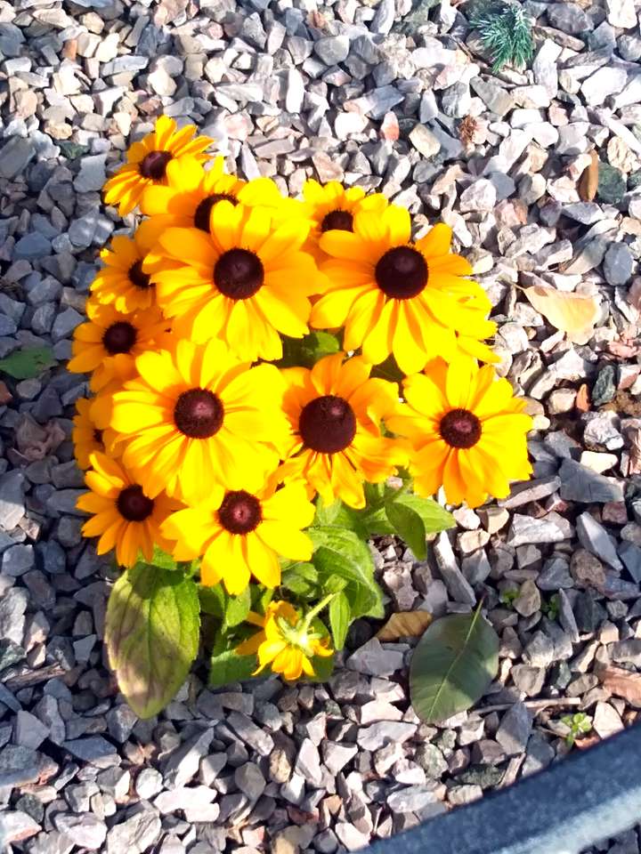 Små blommor målade med solen pussel på nätet