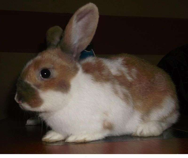 Miniaturní králík skládačky online