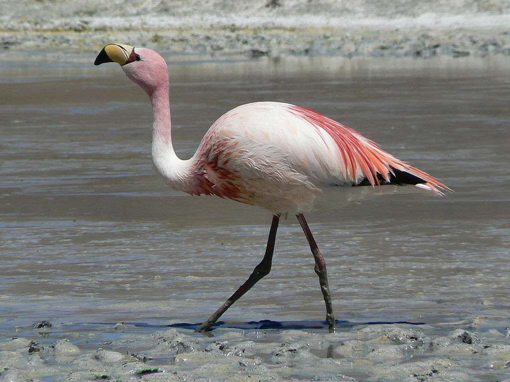 Flamingos ... pussel på nätet