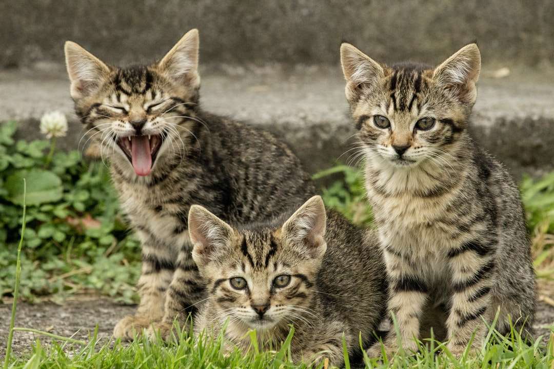 hnědá mourovatá kočka na zelené trávě během dne skládačky online
