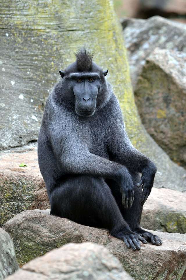 Celebes crested macaque Pussel online