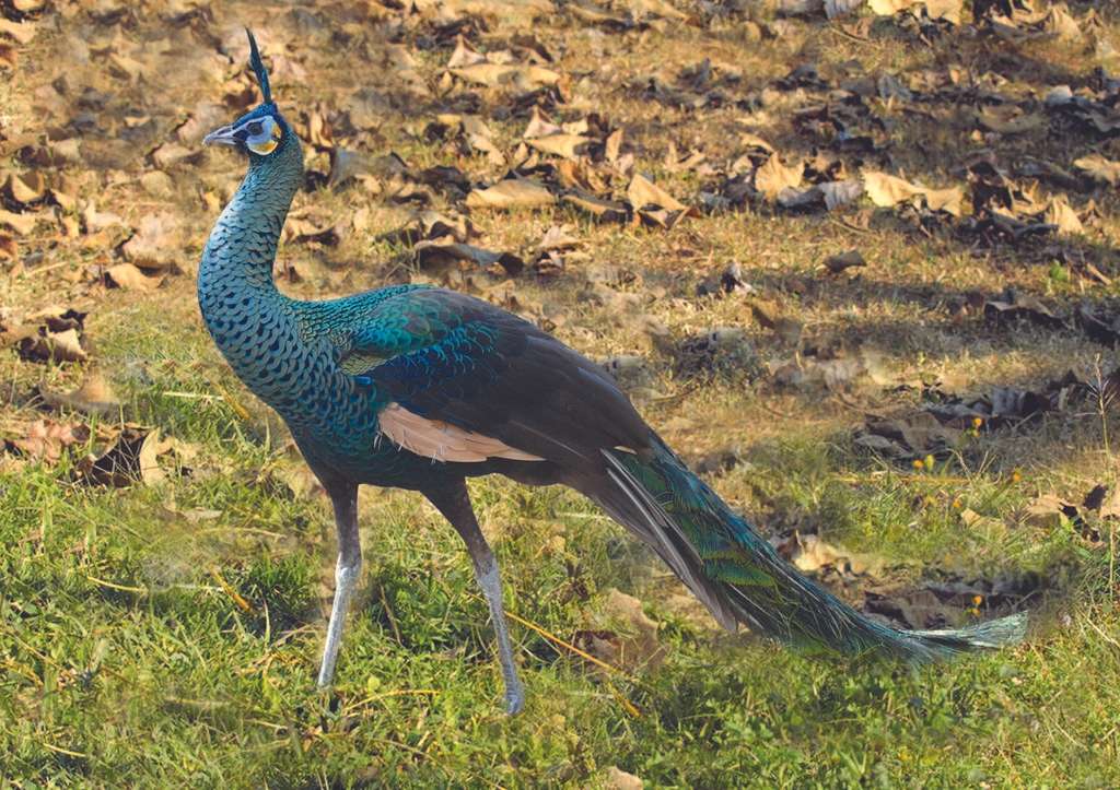Green peafowl jigsaw puzzle online