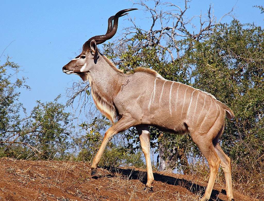 Större Kudu pussel på nätet