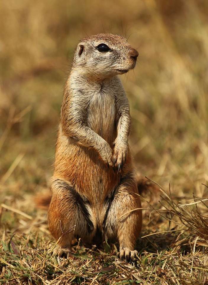 Fokföldi mókus kirakós online