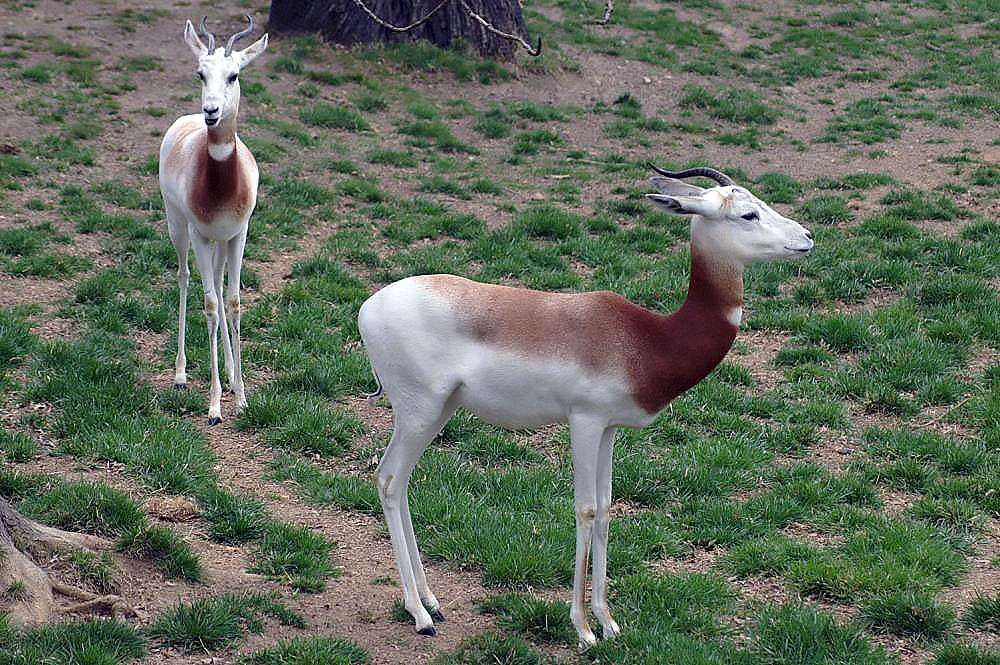 Gazelle lady skládačky online
