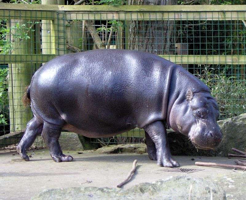 Hippopotame pygmée puzzle en ligne
