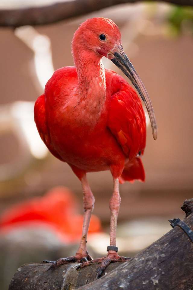 Rode ibis online puzzel