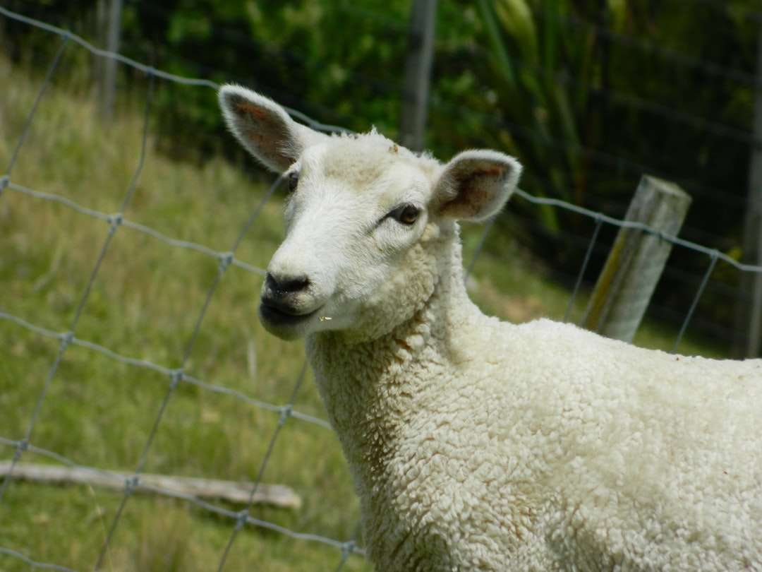 vita får på fältet för grönt gräs under dagtid Pussel online