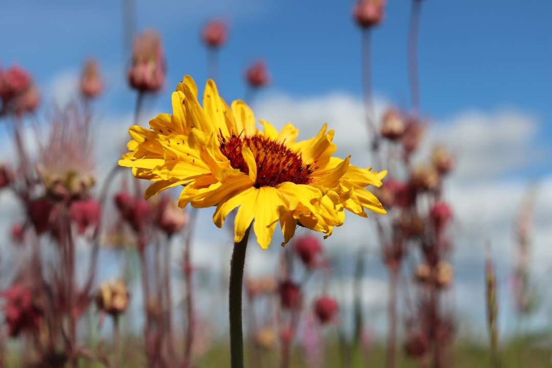 κίτρινο λουλούδι σε φακό μετατόπισης κλίσης online παζλ