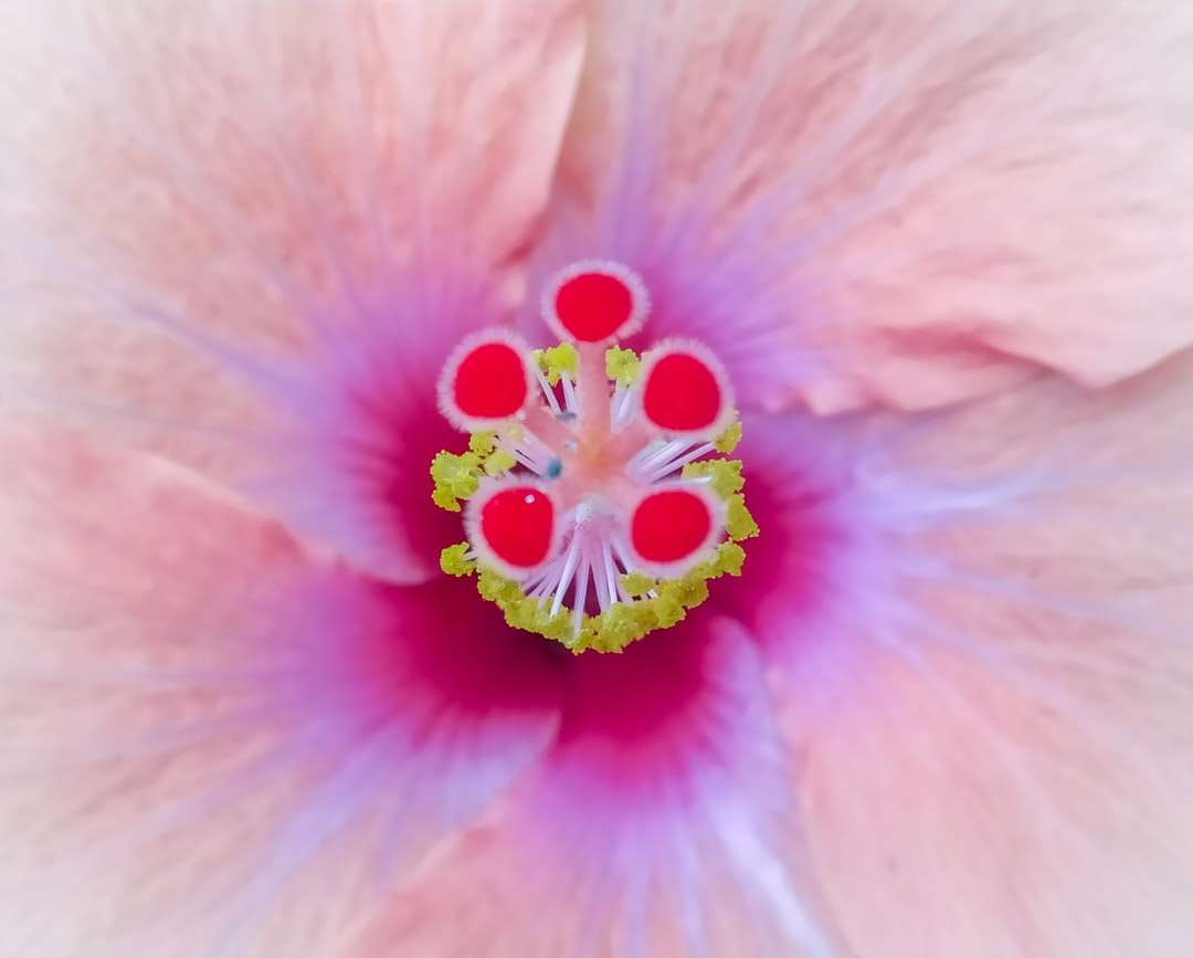 rosa blomma i makrolins Pussel online