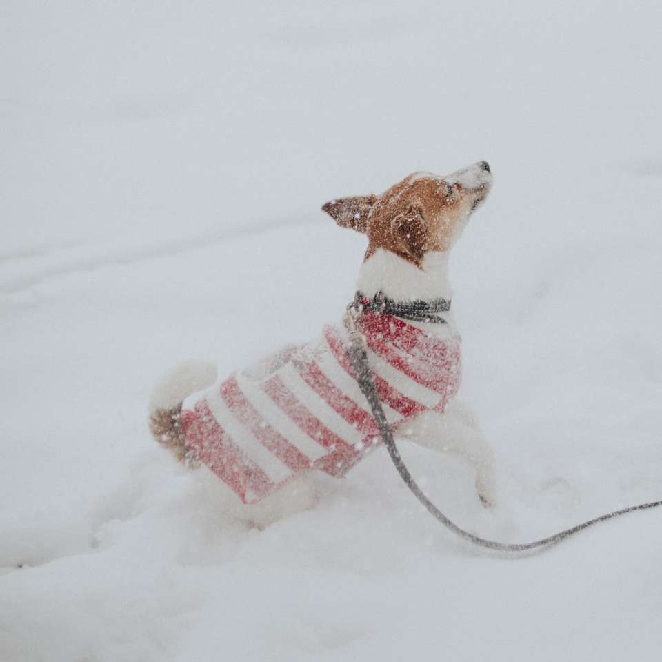 weißer und brauner kurz beschichteter Hund auf schneebedecktem Boden Puzzlespiel online