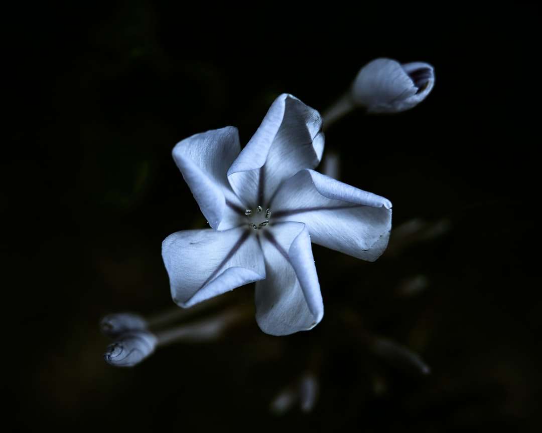 fiore bianco in sfondo nero puzzle online