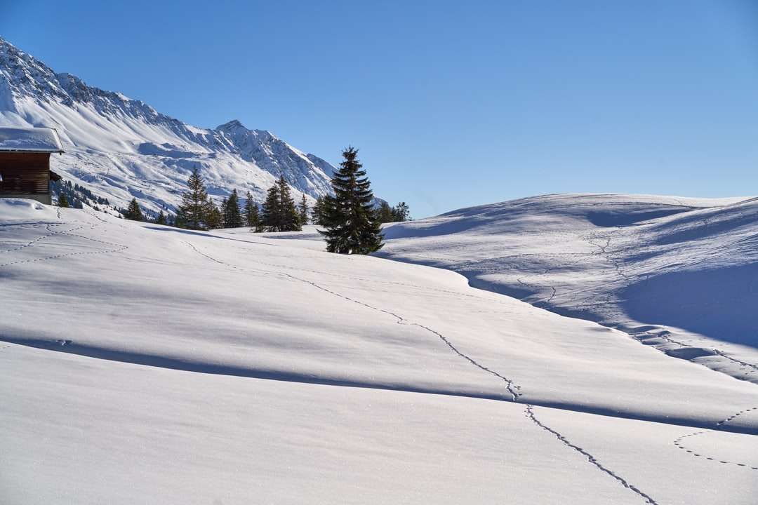 Pinos verdes en montañas cubiertas de nieve durante el día rompecabezas en línea