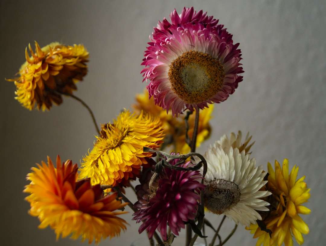 žlutý a růžový květ v zblízka fotografie skládačky online