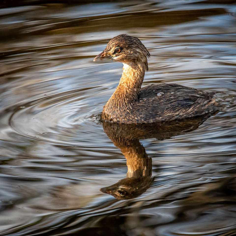 braune Ente auf dem Wasser während des Tages Puzzlespiel online